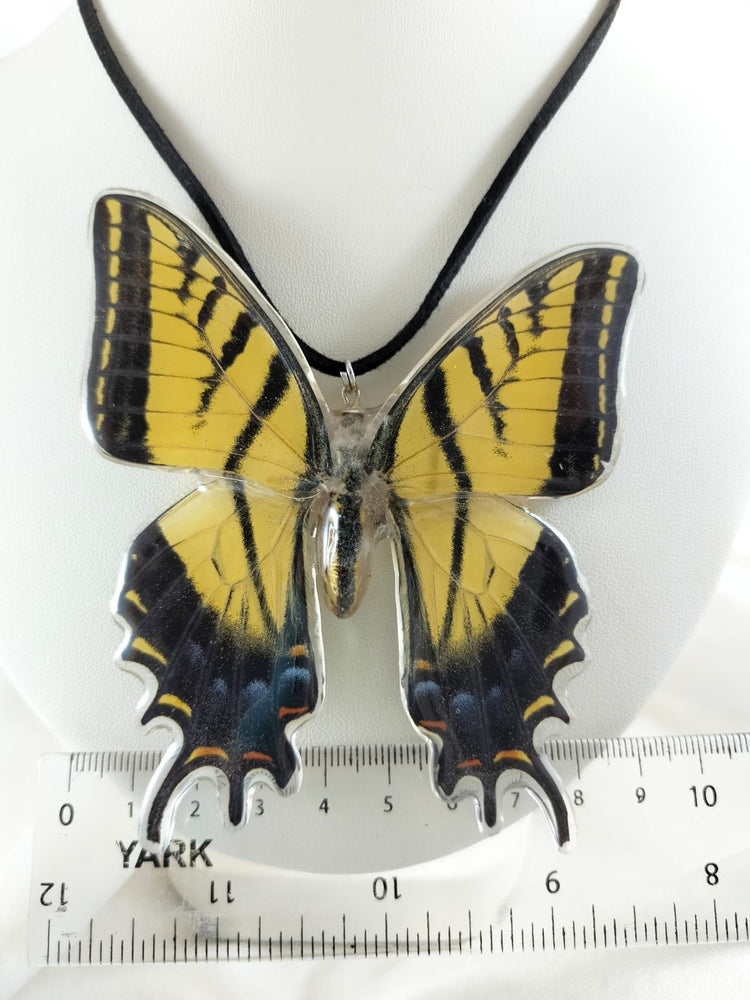 Dije de Papilio multicaudata