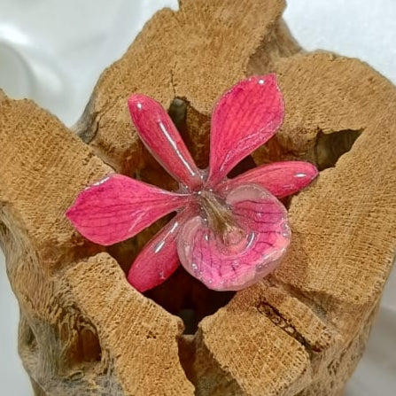 Anillo de radiata rosa