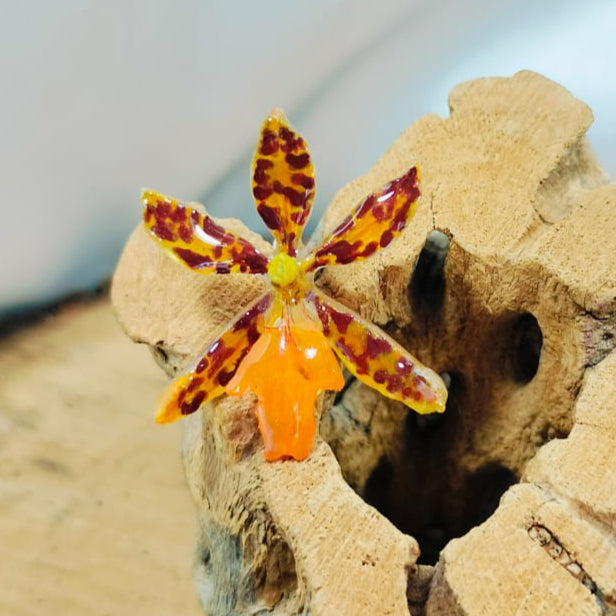 Anillo de orquidia naranja