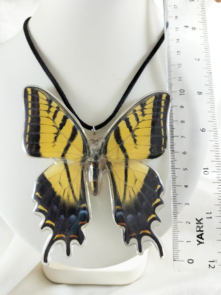 Dije de Papilio multicaudata