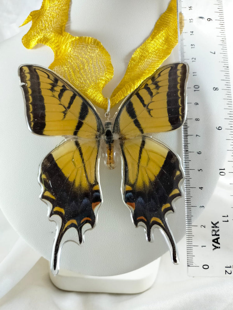 Dije de Papilio multicaudata con malla de titanio