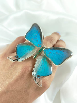 Anillo Pseudolycaena damo