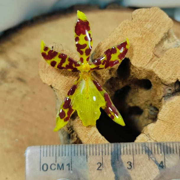 Anillo de orquidea amarilla
