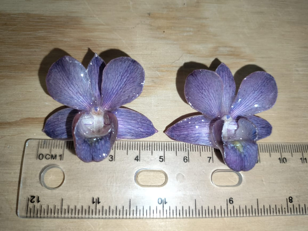 Aretes de dendrobium morada