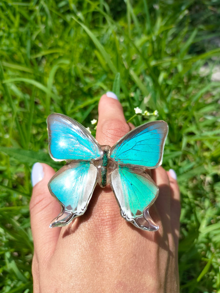 Anillo Pseudolycaena damo