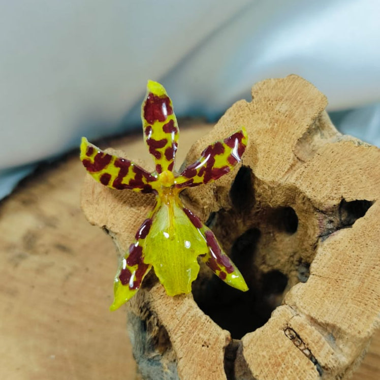 Anillo de orquidea amarilla