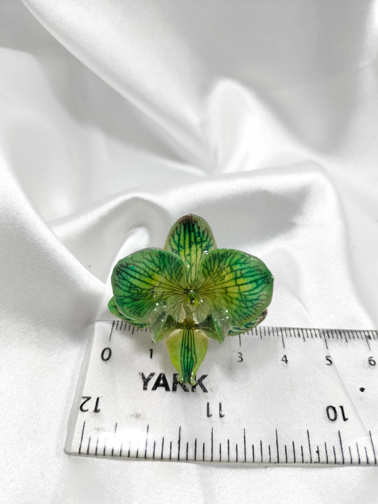 Anillo de phalaenopsis verde