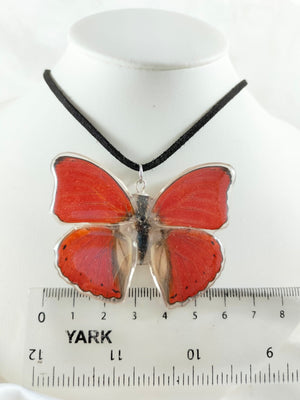 Dije de Mariposa Cymothoe sangaris