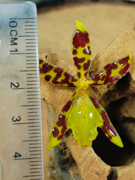 Anillo de orquidea amarilla