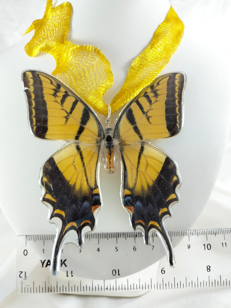 Dije de Papilio multicaudata con malla de titanio