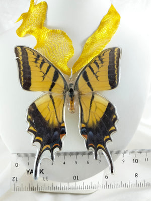 Dije de Papilio multicaudata con malla de titanio