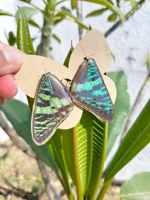 Aretes de Mariposa Madagascar