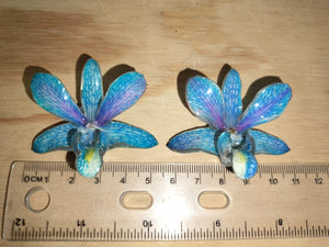 Aretes de dendrobium azul