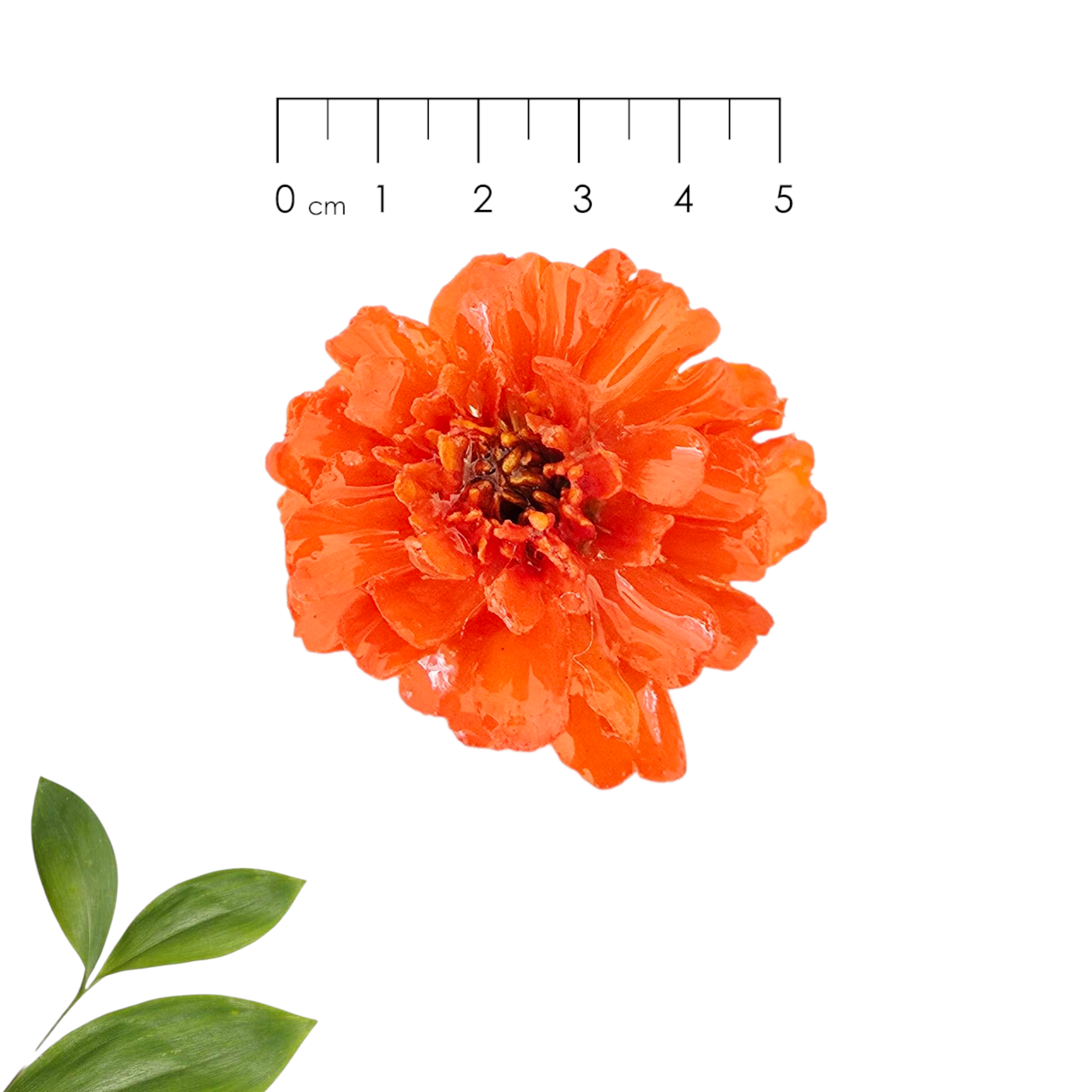 Anillo de Cempasúchil