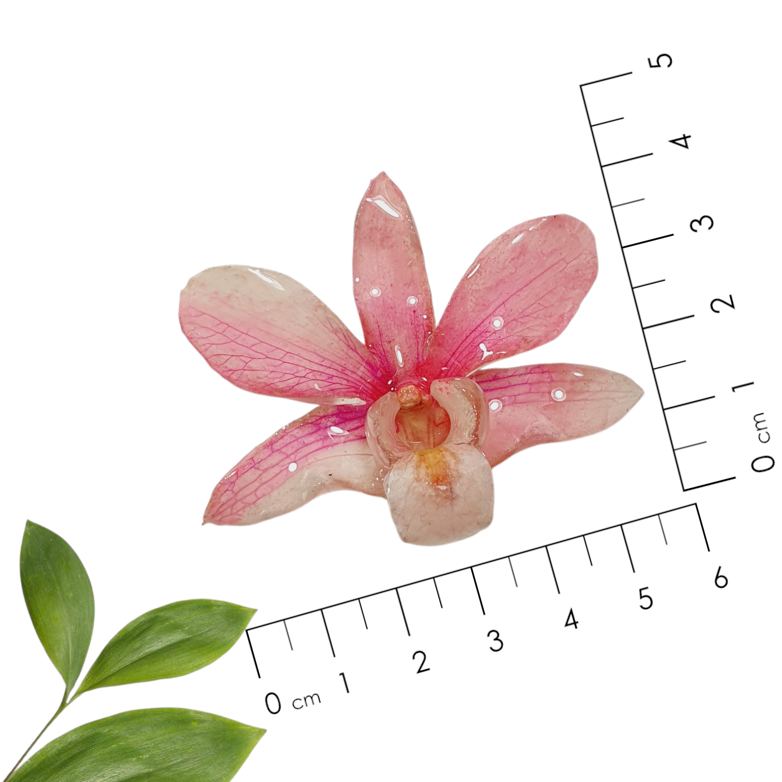 Anillo de Orquidea Dendrobium rosa
