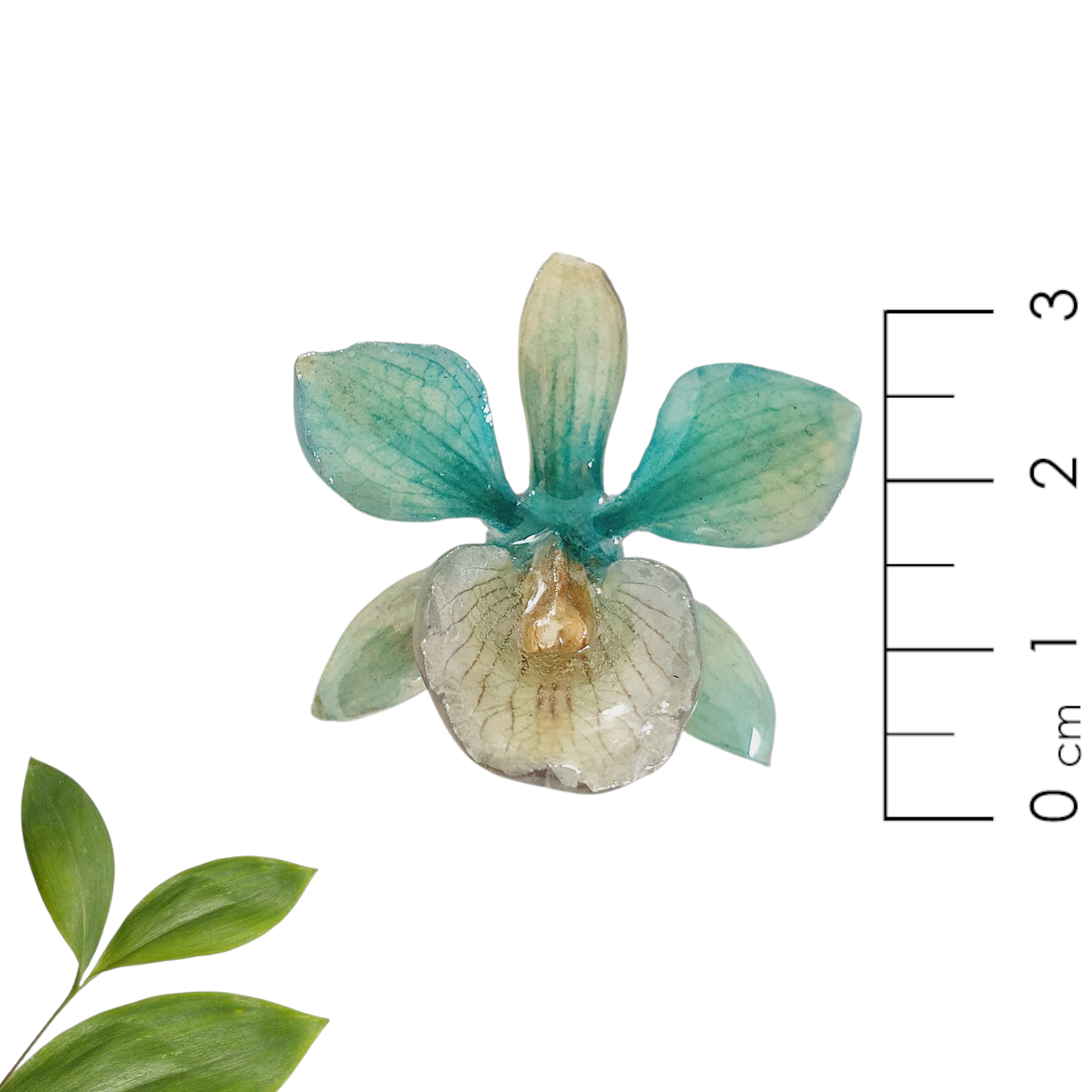 Anillo de Orquidea Azul