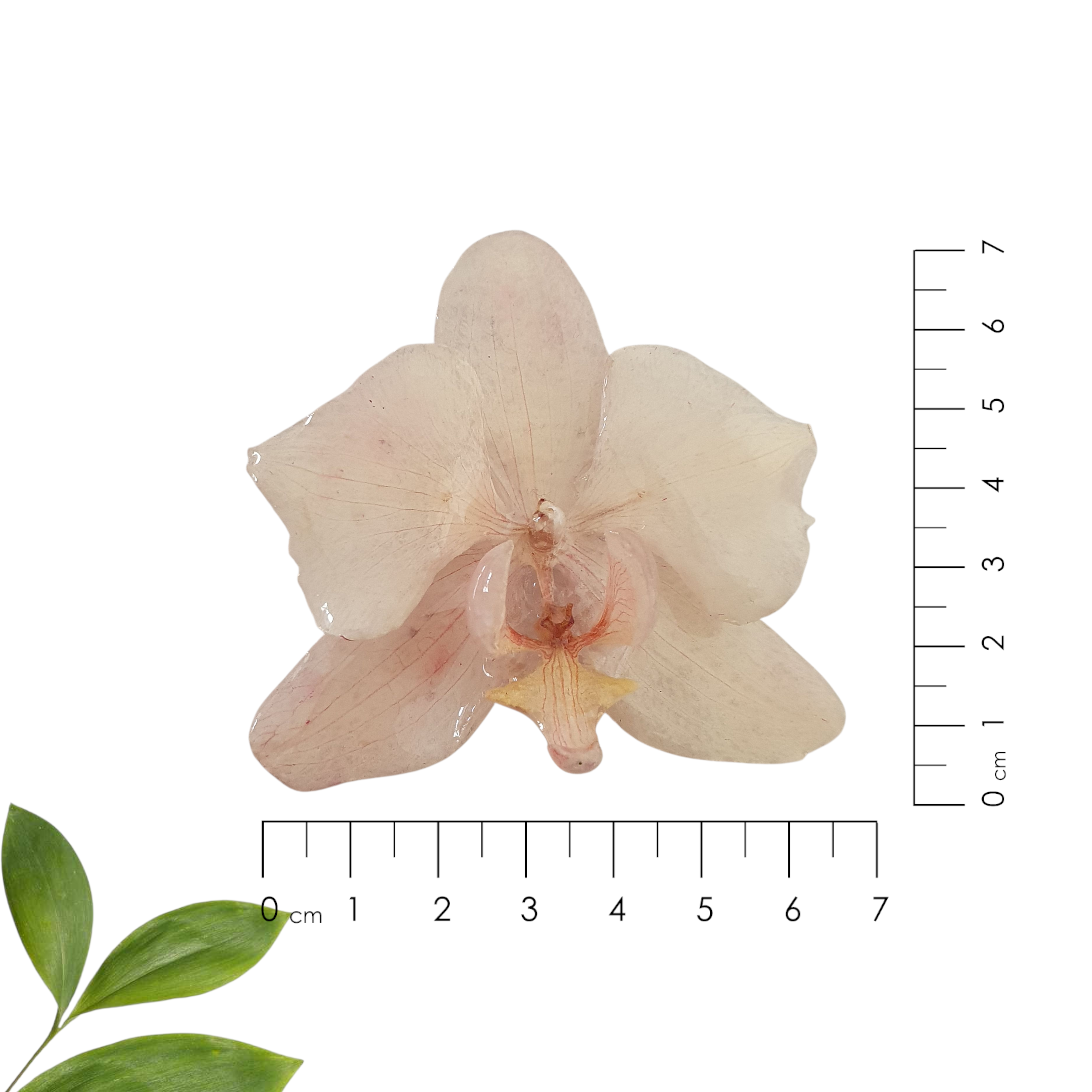 Orquidea blanca grande ropa