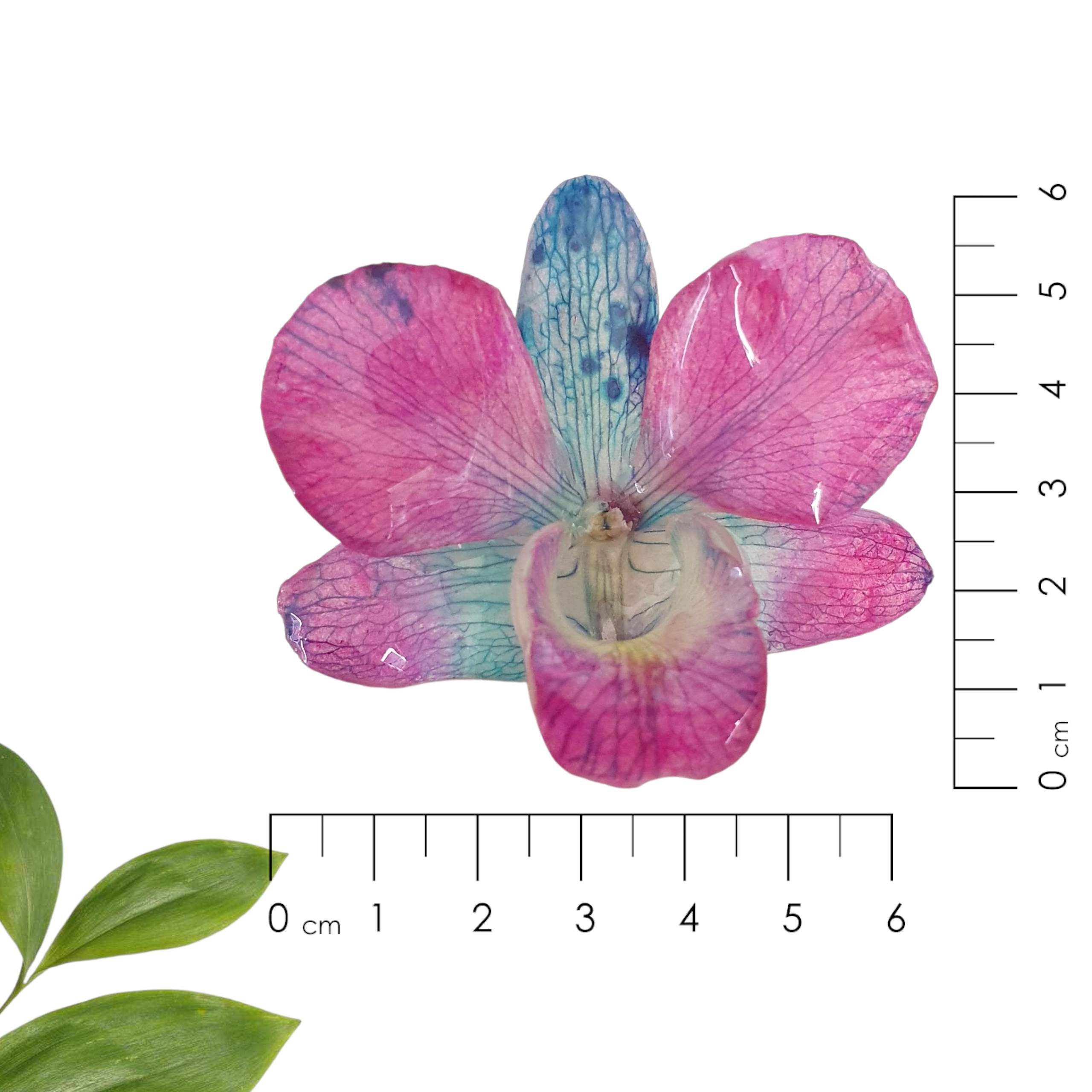 Dendrobium morada azul en brazalete