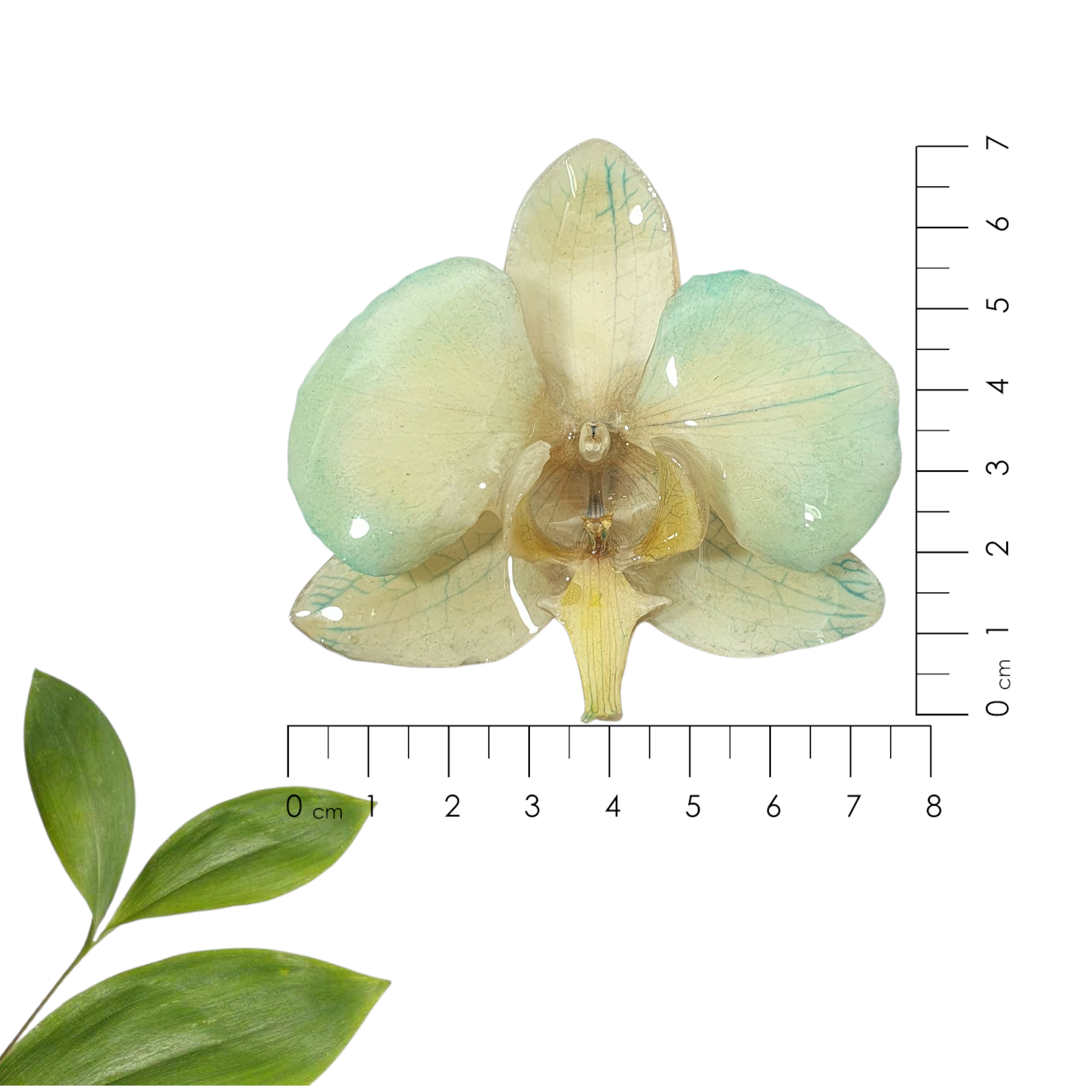 Peineta de phalaenopsis azul