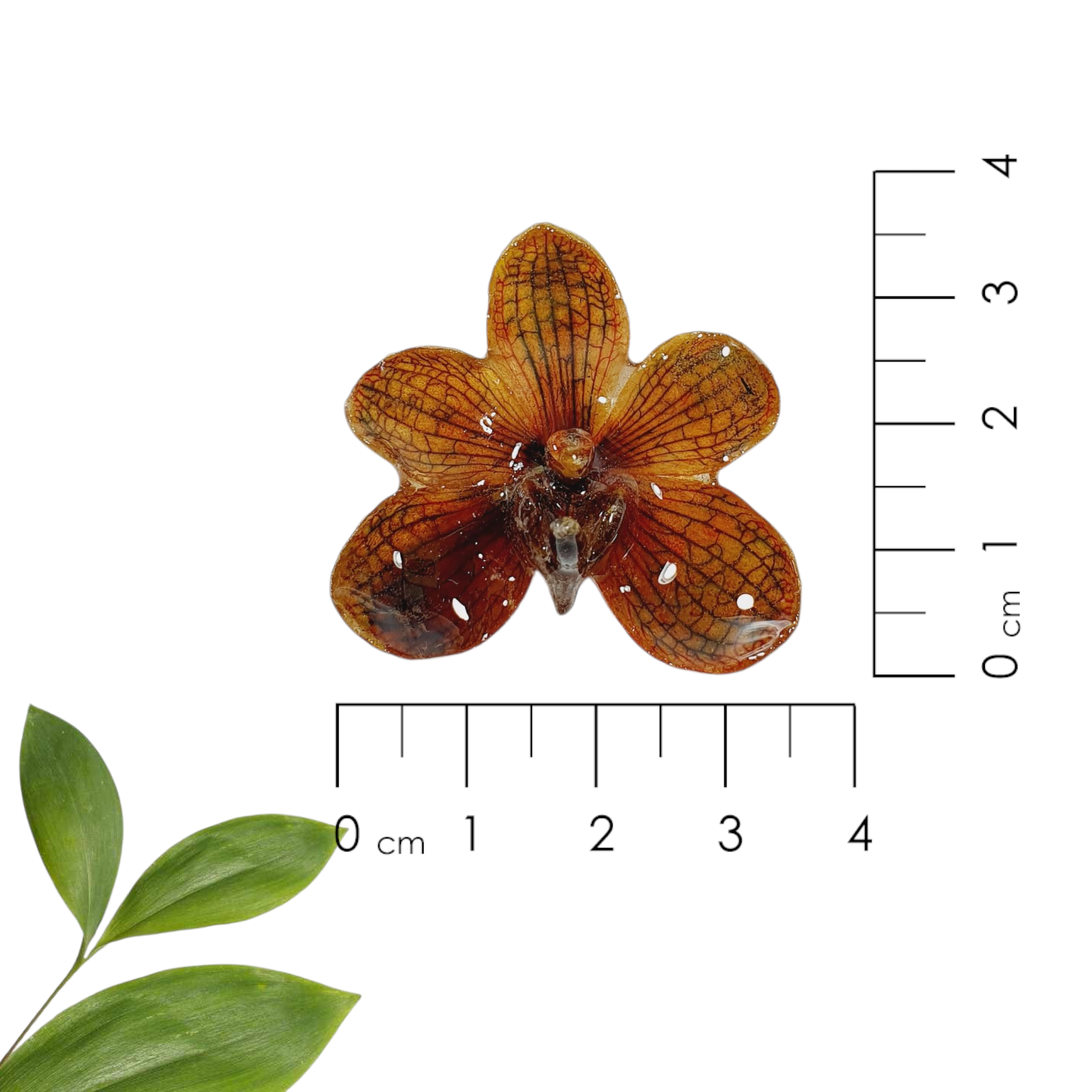 Vanda color ambar en anillo de plata ajustable