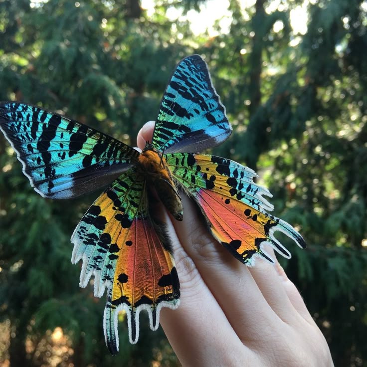 Aretes Fragmento de ala