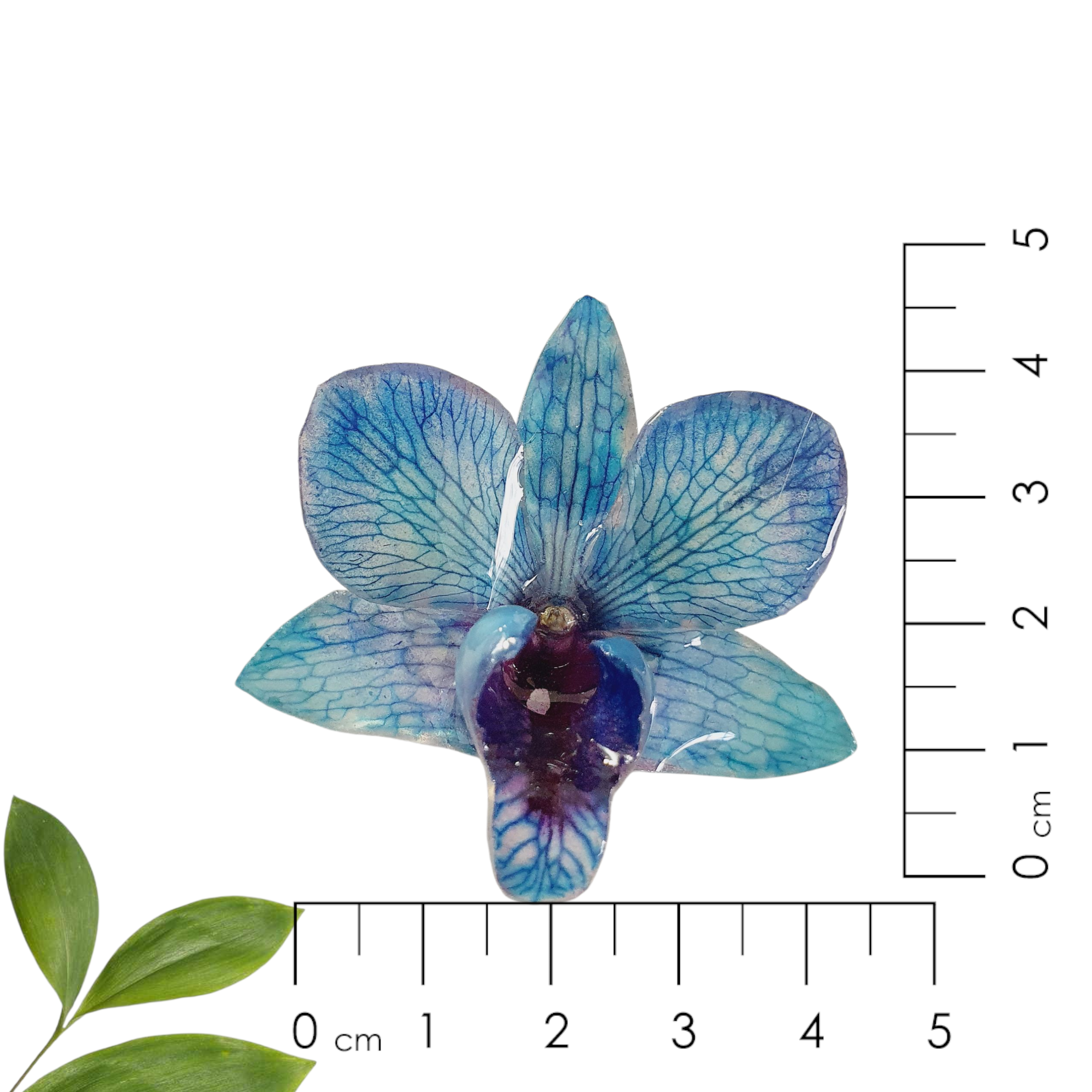 Anillo de Orquidea Azul