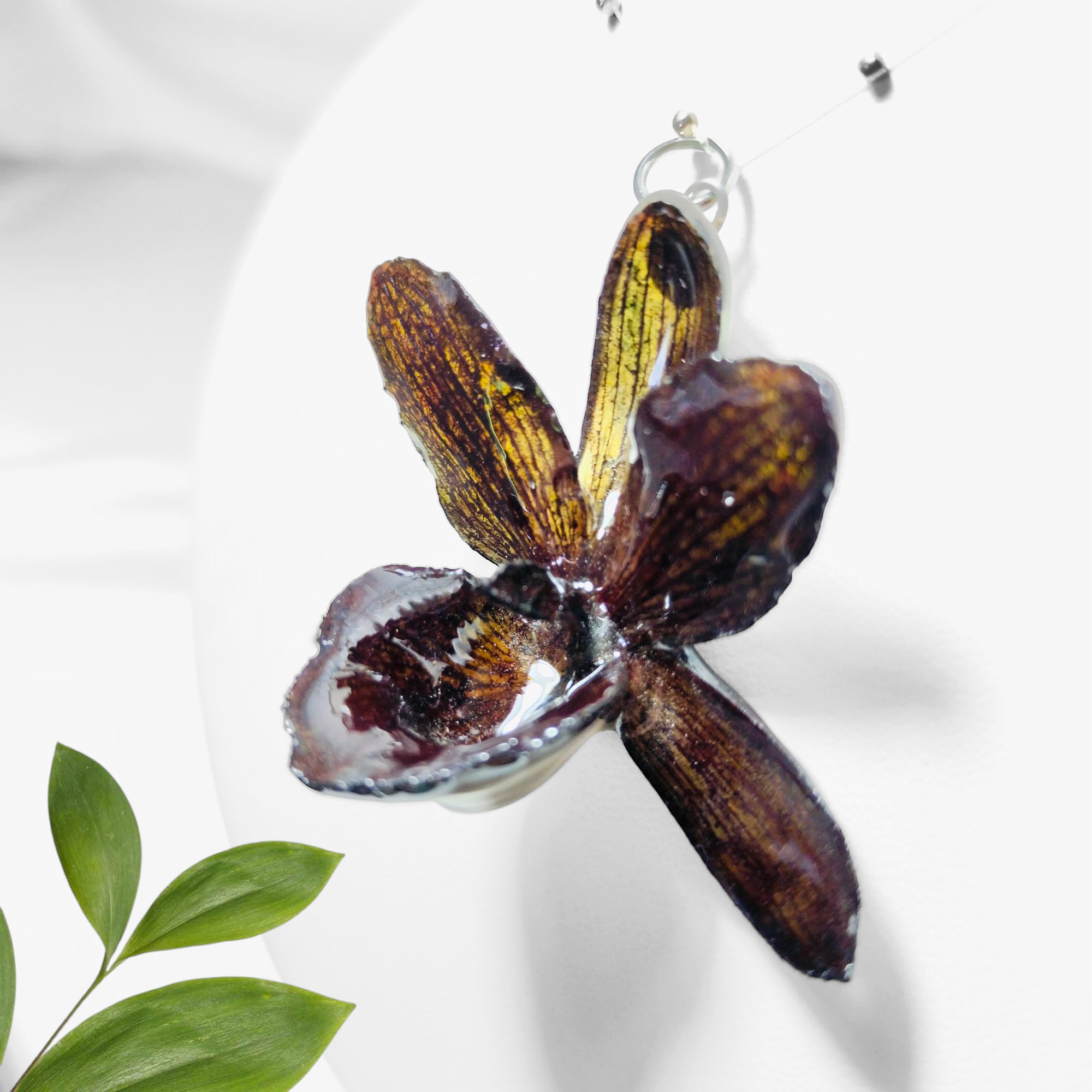 Orquídea Negra
