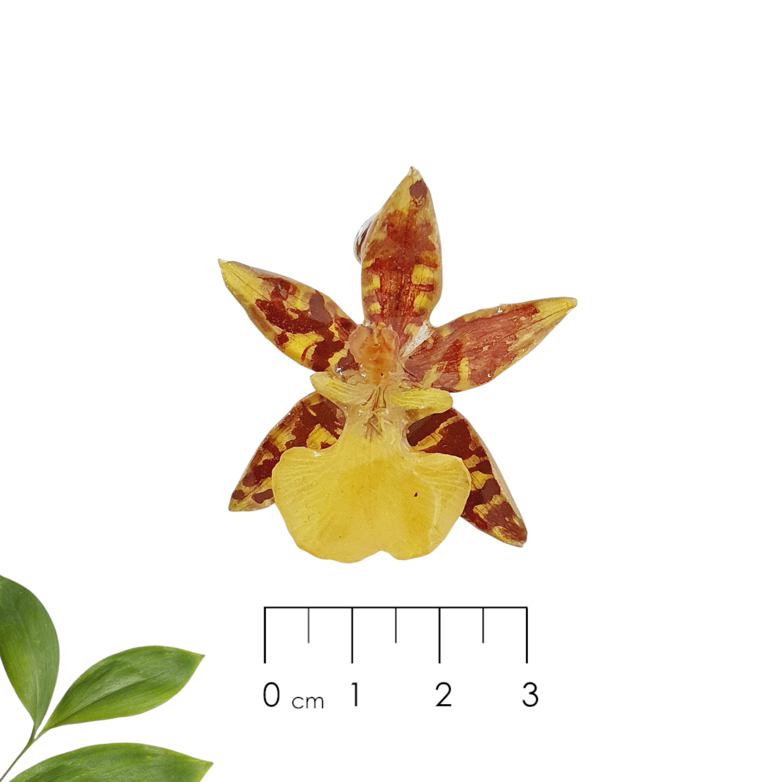 ANILLO orquídea oncidium