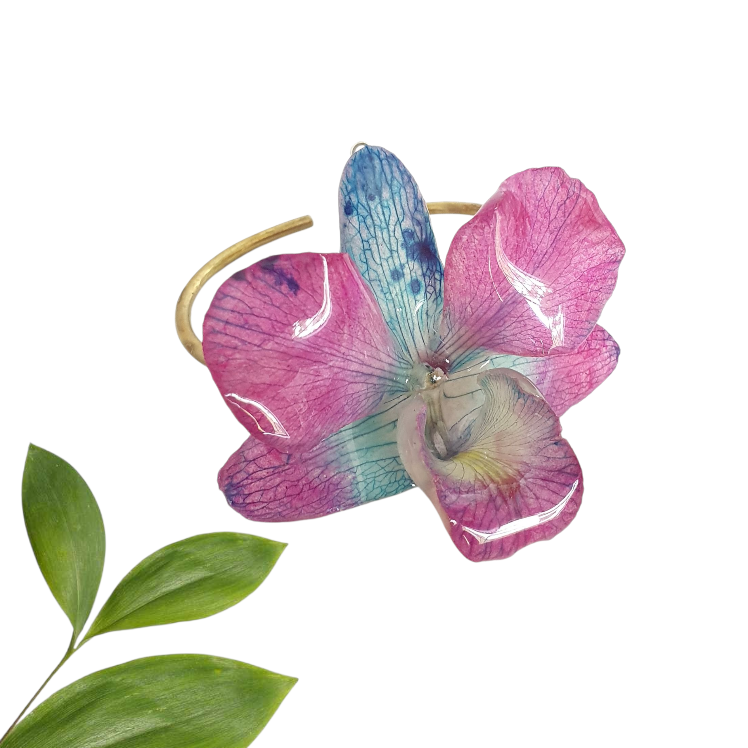Dendrobium morada azul en brazalete