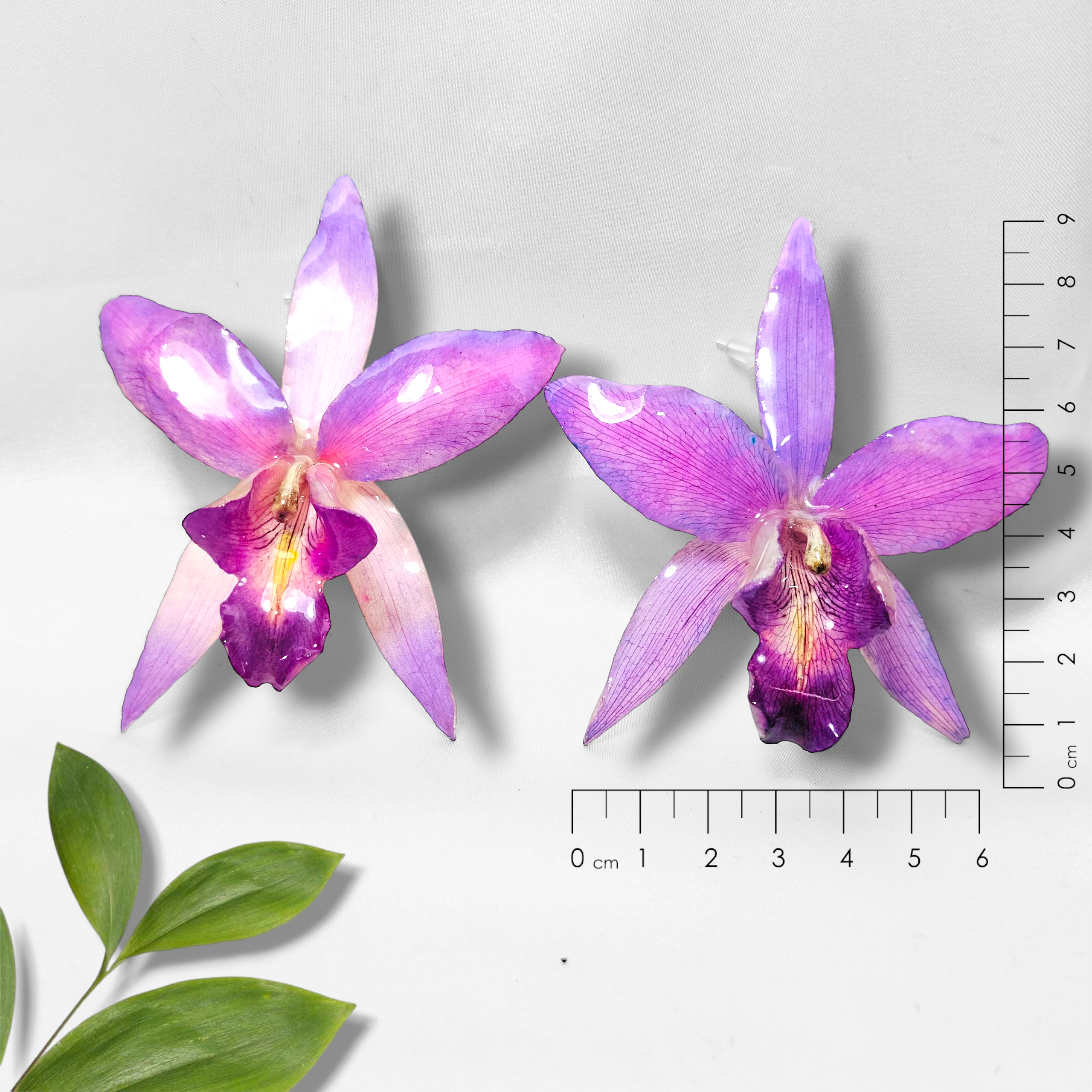 Grandiosas Orquídeas Lilas