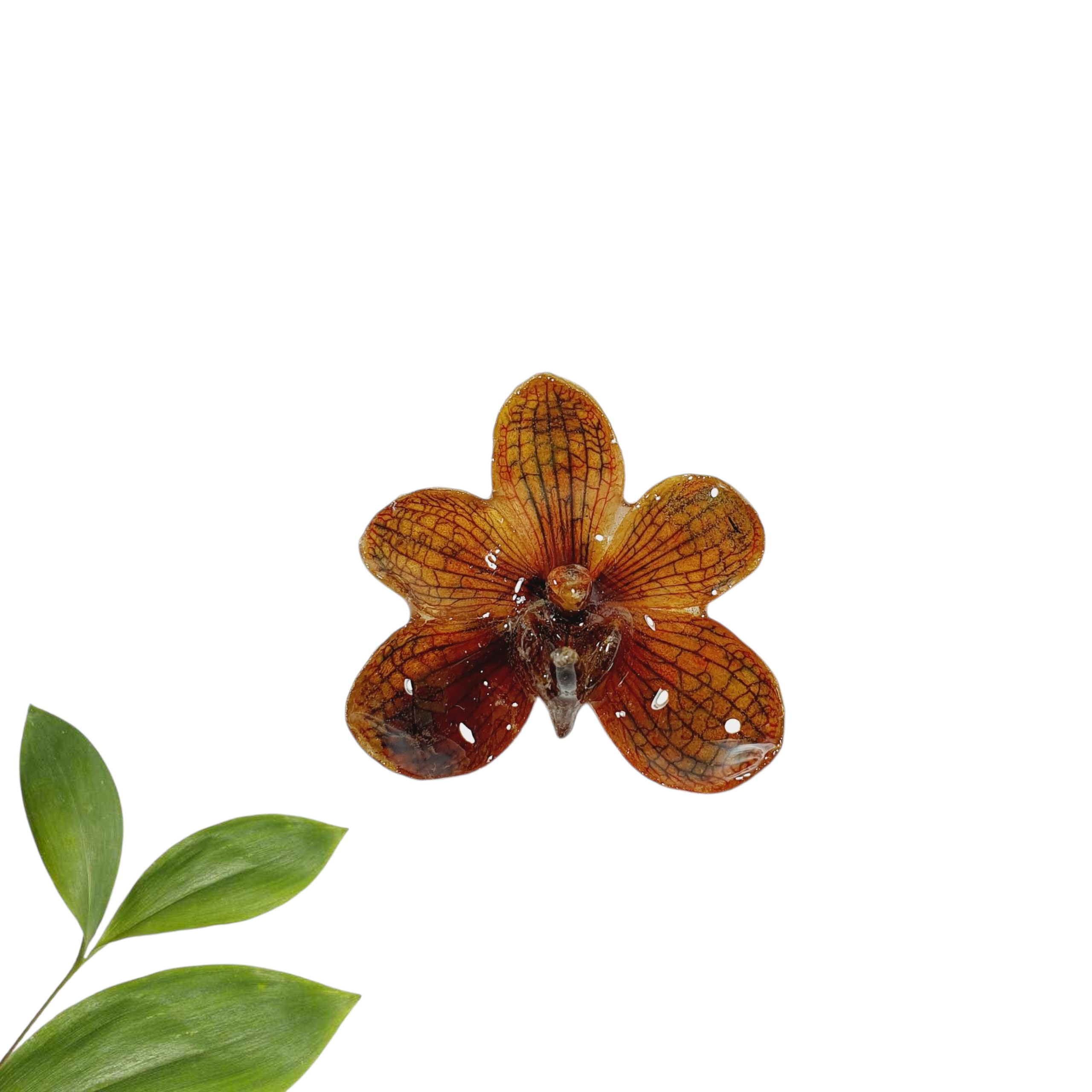 Vanda color ambar en anillo de plata ajustable