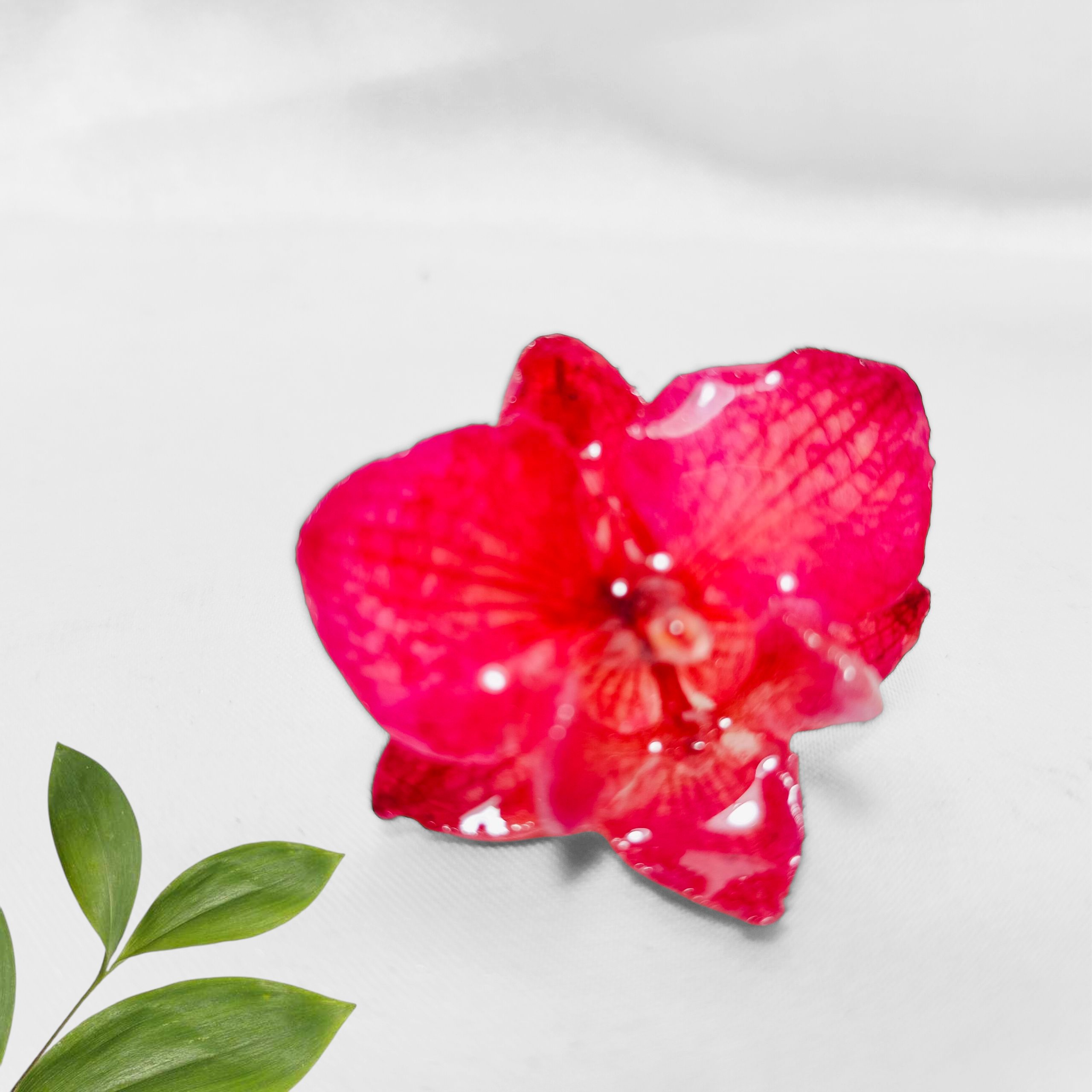 Anillo de Orquidea Fucsia