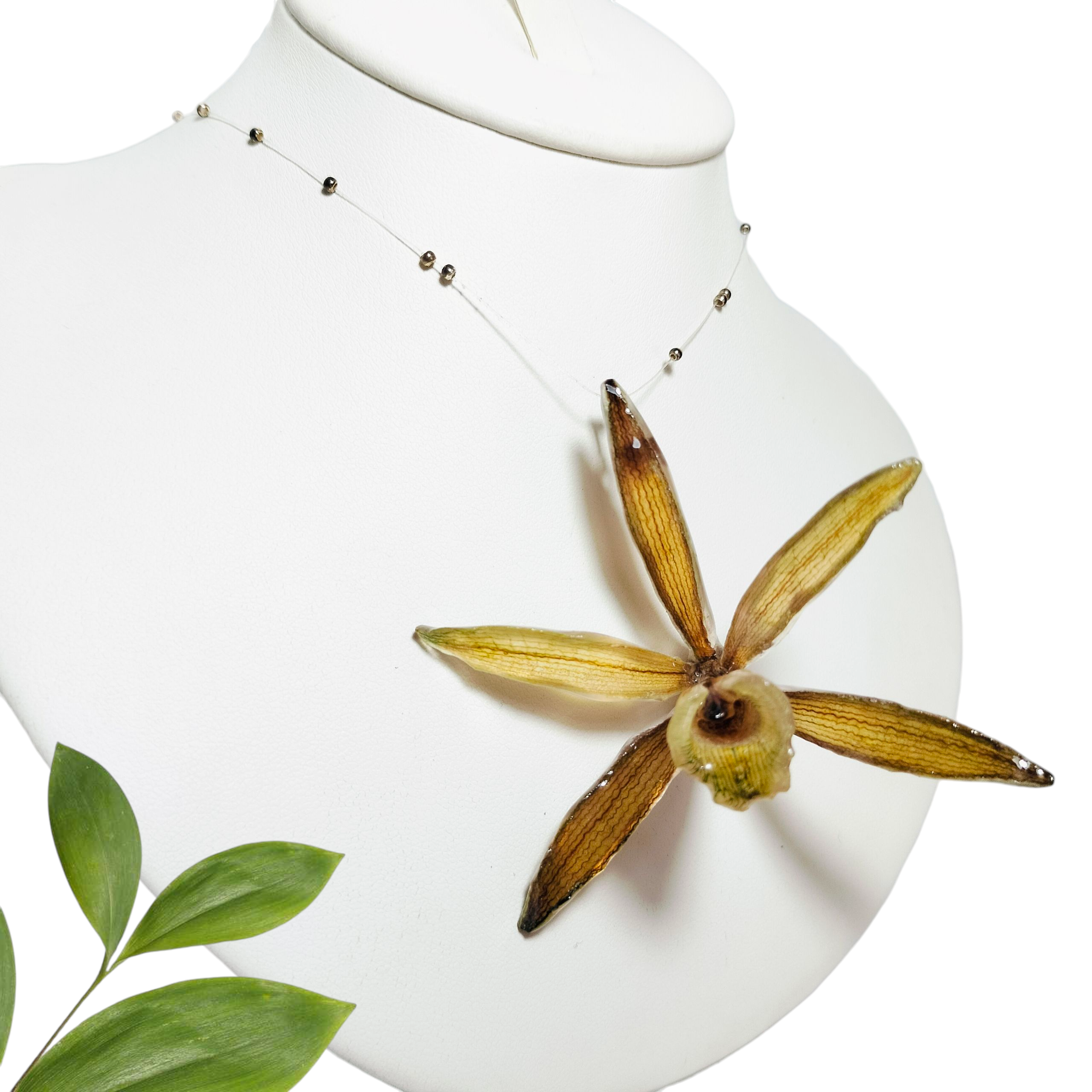 Orquídea Vainilla con Perliplata