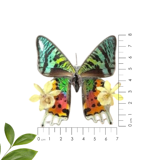 Peineta de Mariposa de Madagascar con dos Orquídeas Blancas