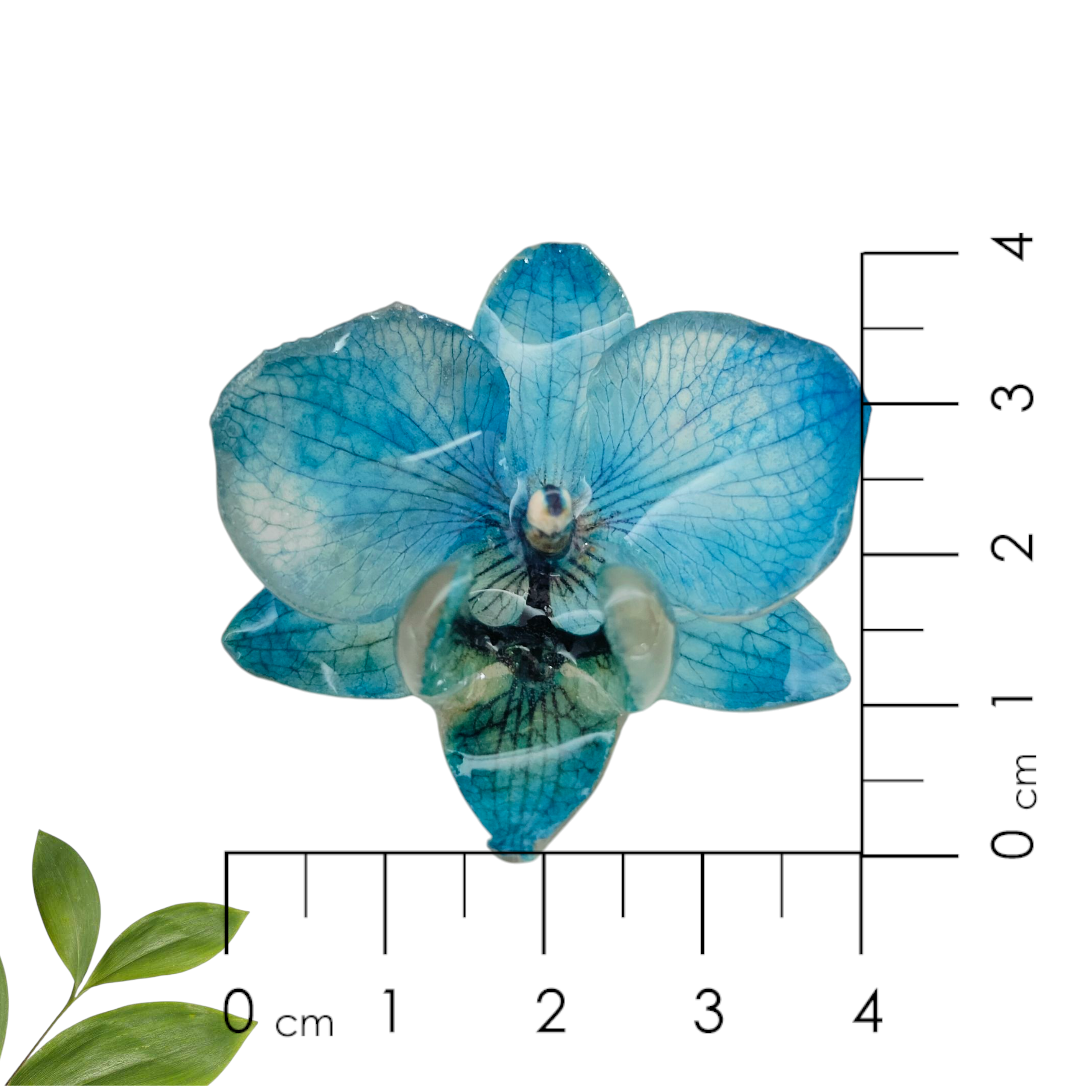 Anillo de Orquídea Azul