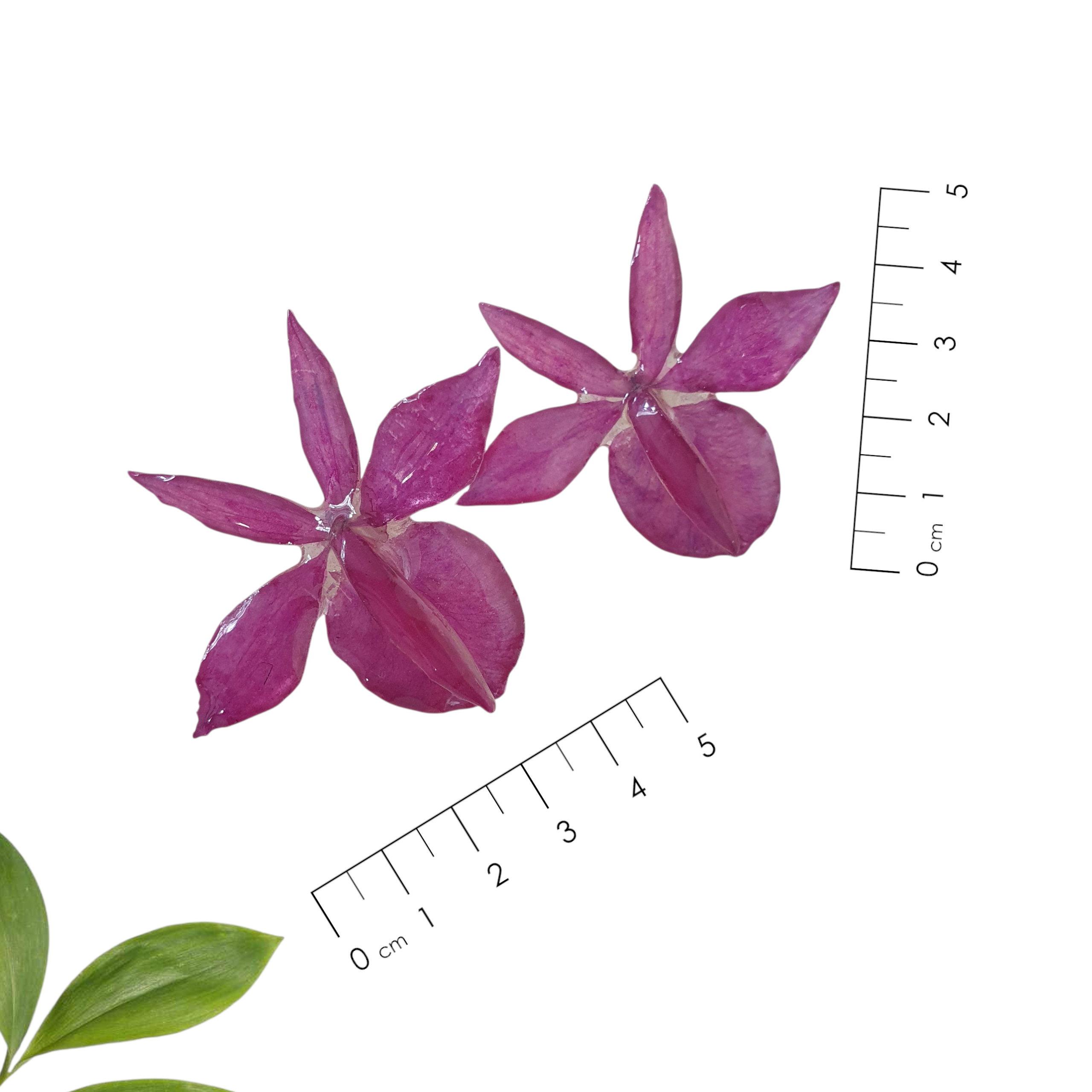 Aretes de orquídea barkerya