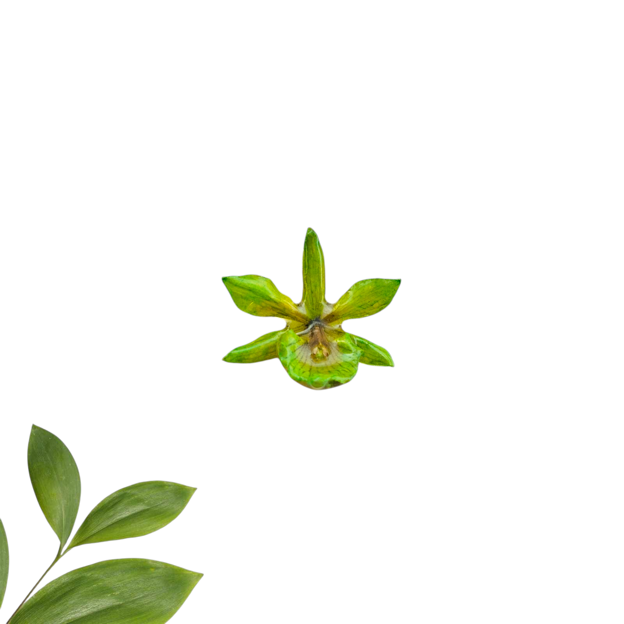 Anillo de Radiata Verde