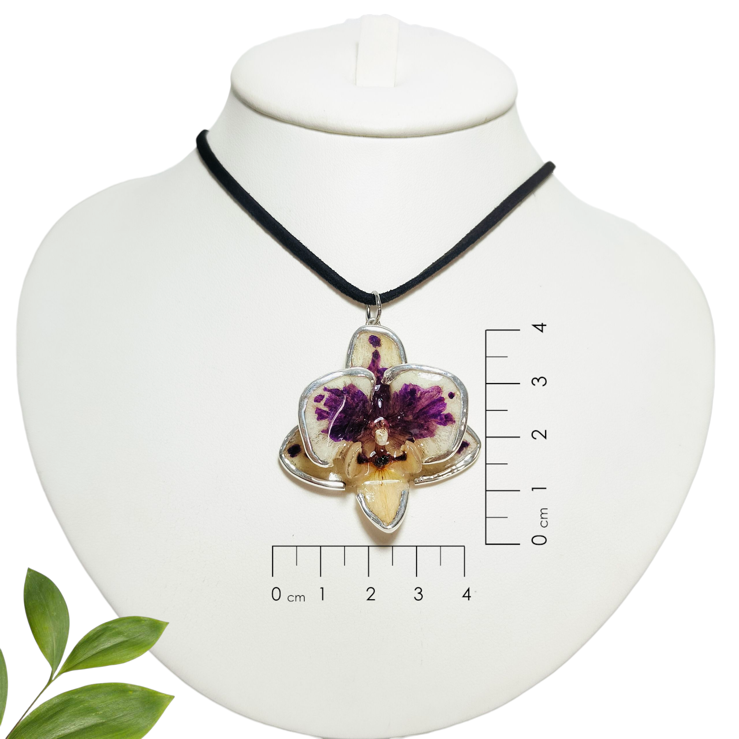 Orquídea Vaquita con Orilla de Plata