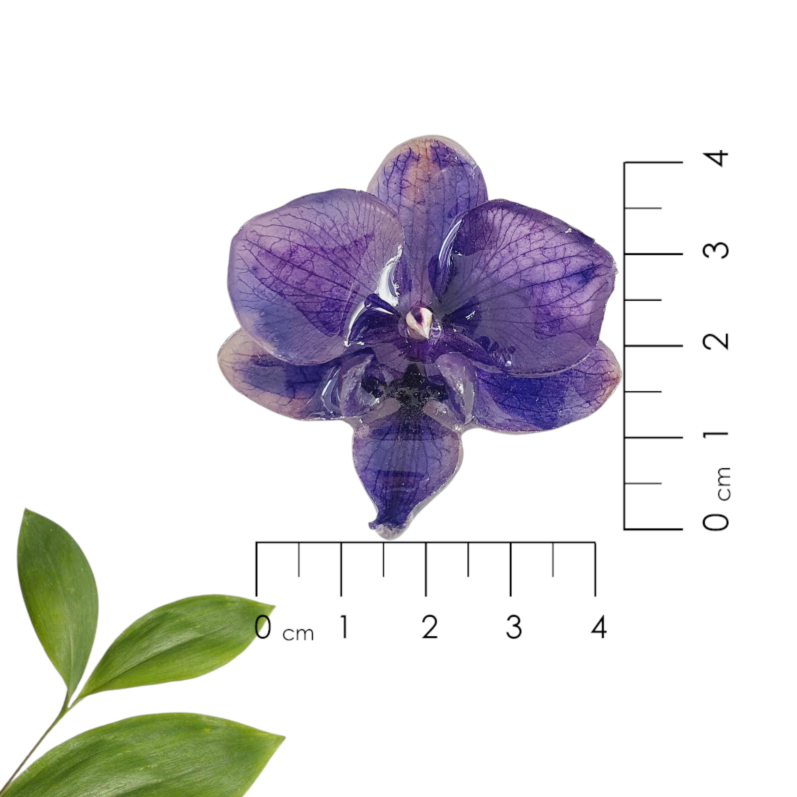 Anillo de Orquidea Phalaenopsis morada