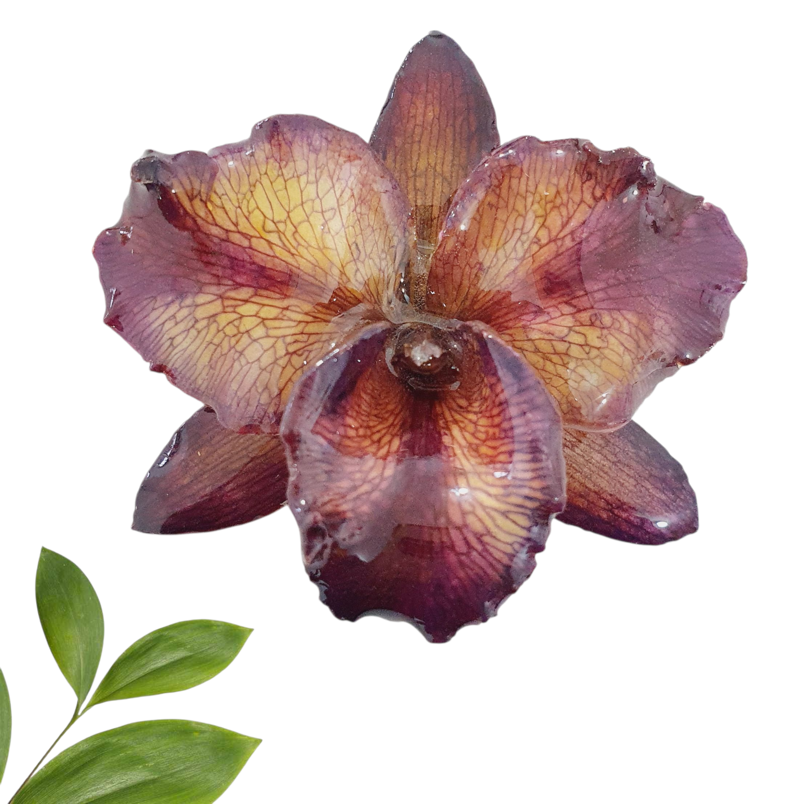 ANILLO orquídea cattleya