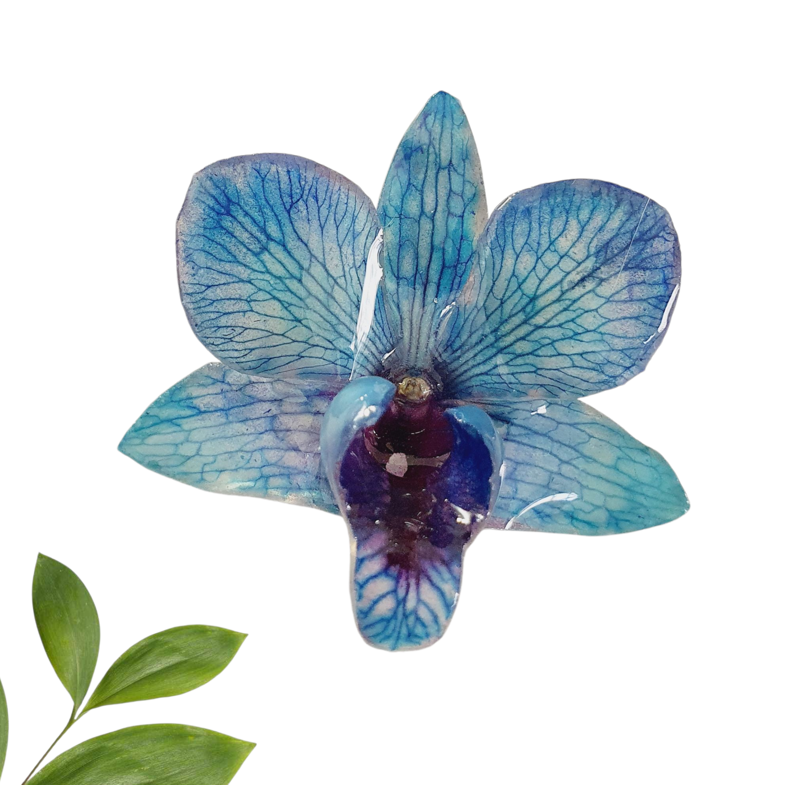 Anillo de Orquidea Azul