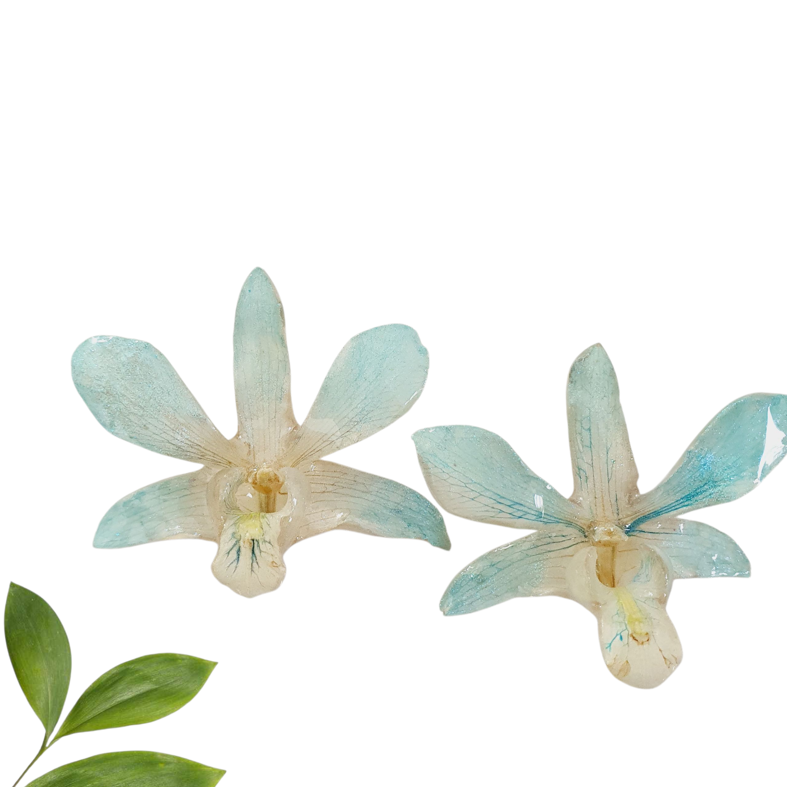 Orquídeas Azul cielo