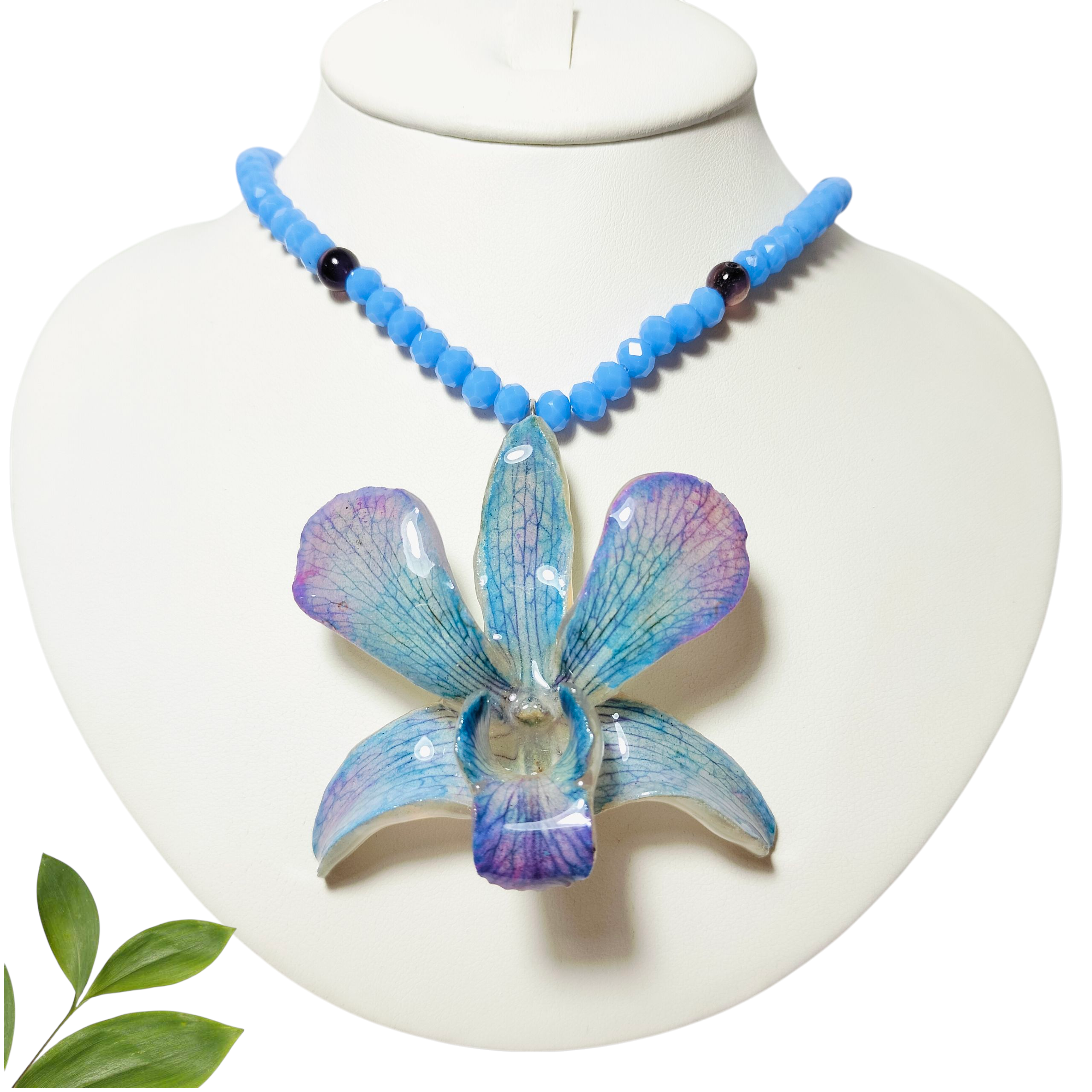Orquídea Azul con collar Celeste