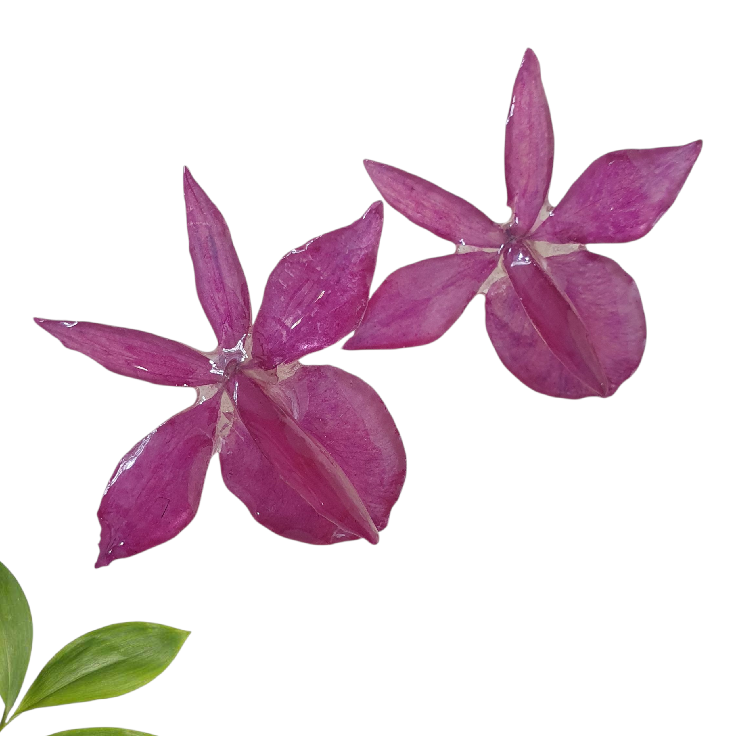 Aretes de orquídea barkerya