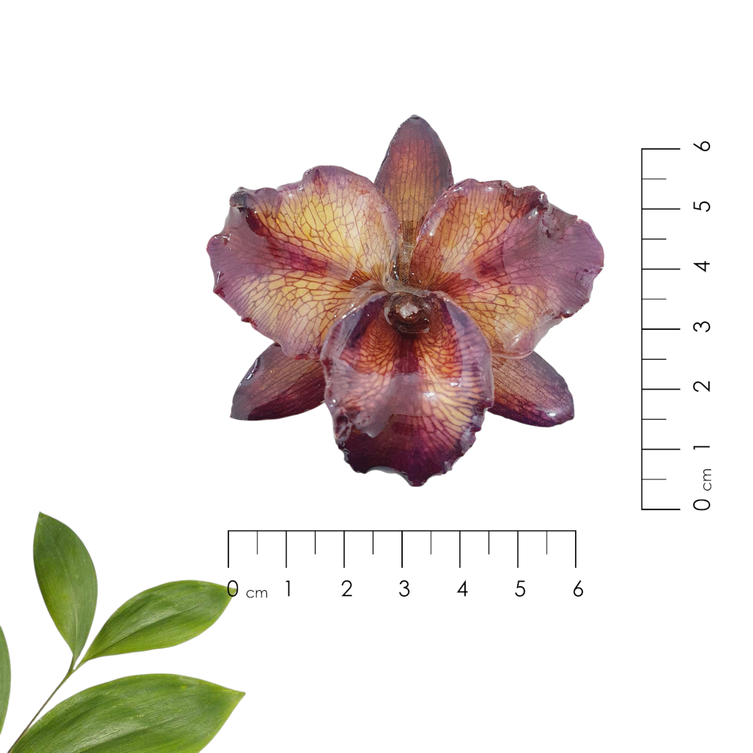 ANILLO orquídea cattleya