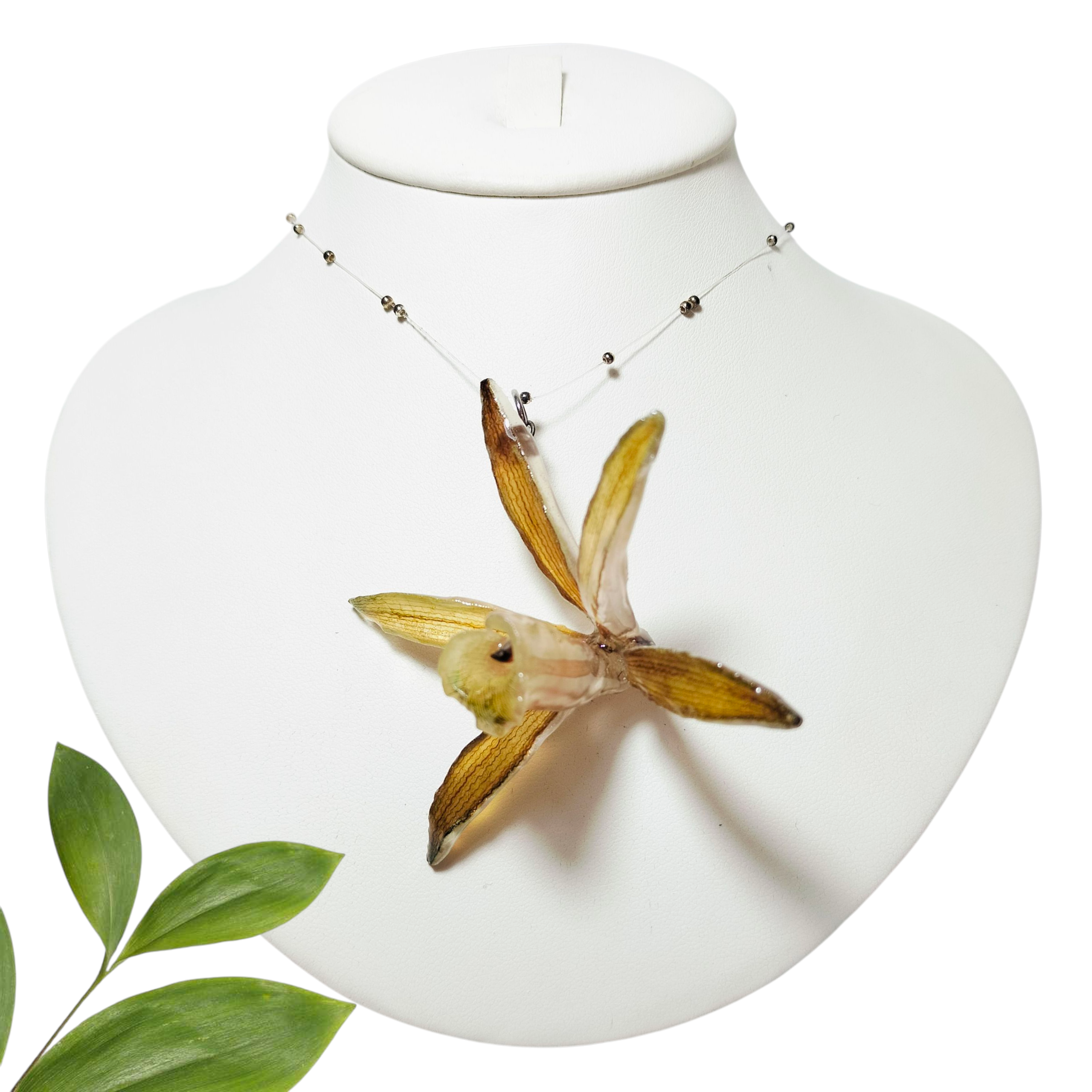 Orquídea Vainilla con Perliplata