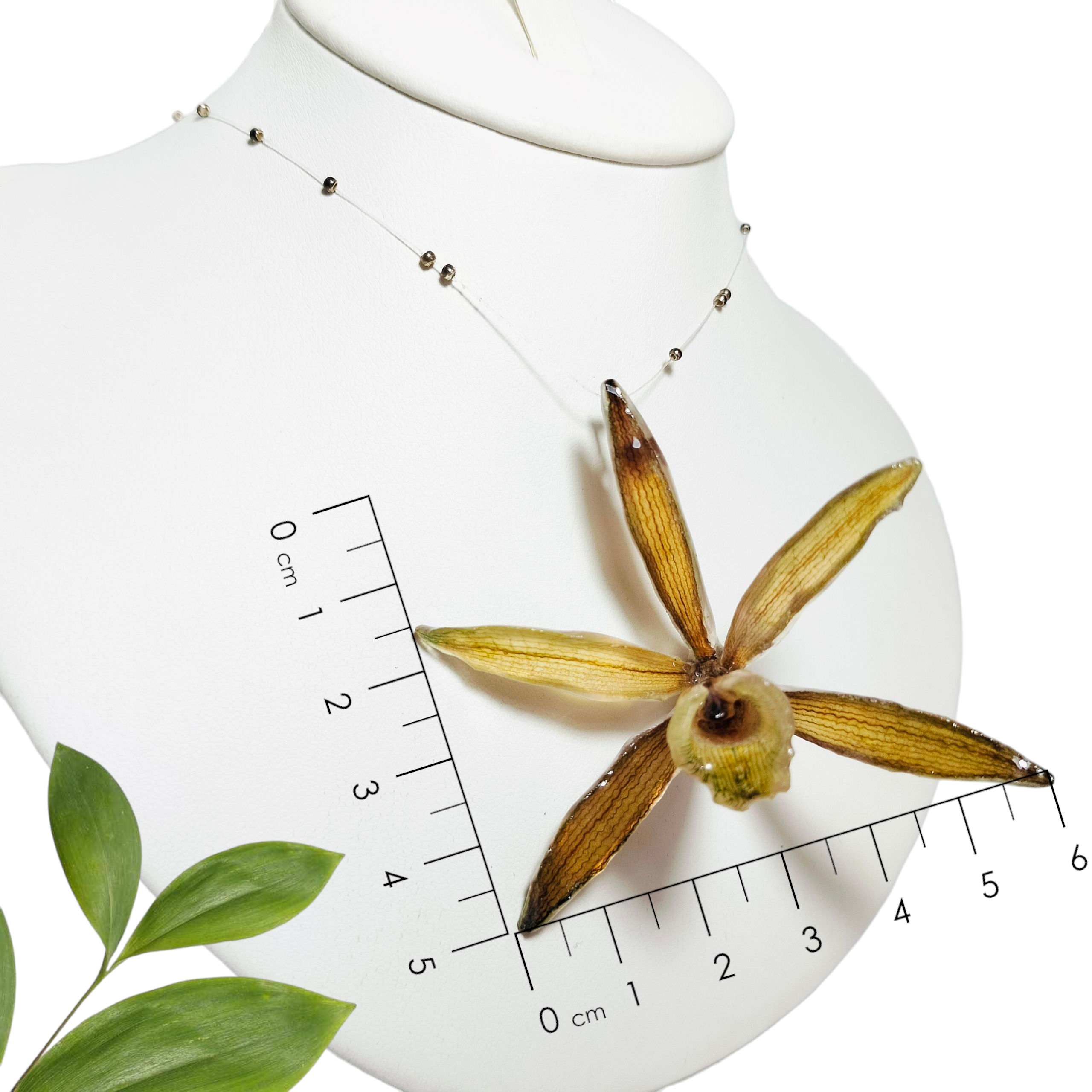 Orquídea Vainilla con Perliplata