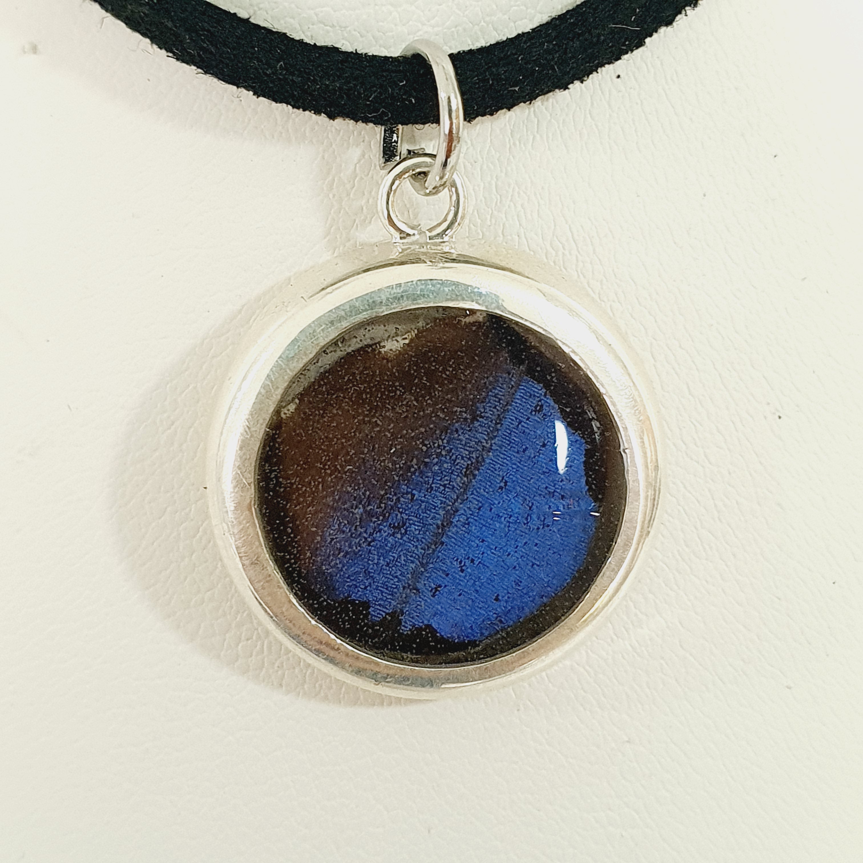 Fragmento de ala azul