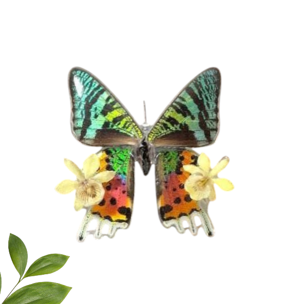 Peineta de Mariposa de Madagascar con dos Orquídeas Blancas