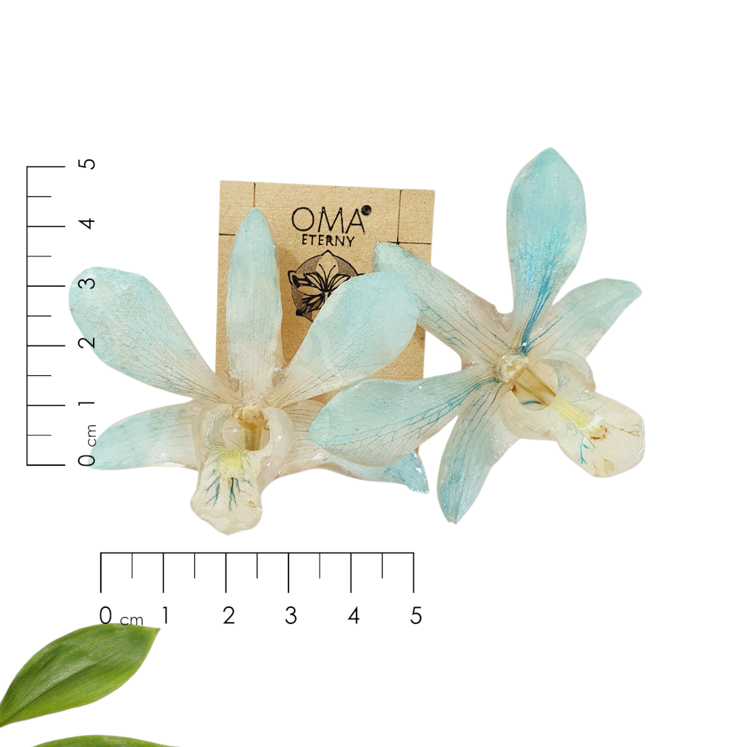 Orquídeas Azul cielo